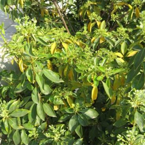 Pittosporum brevicalyx & Pittospora brevica Seeds