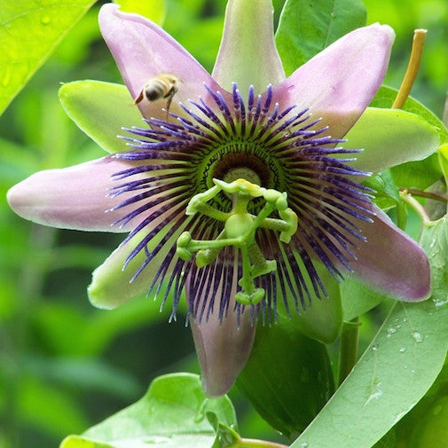Purple-Yellow Passionflower