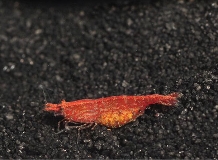 Red Cherry Shrimp