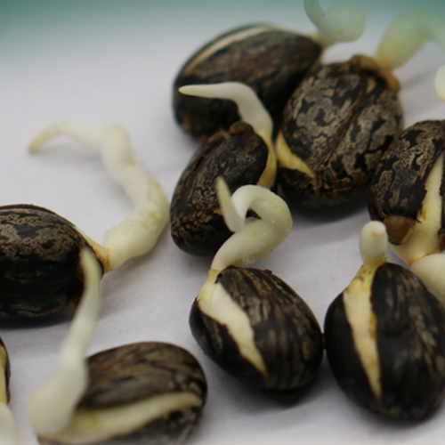 Ricinus communis seeds