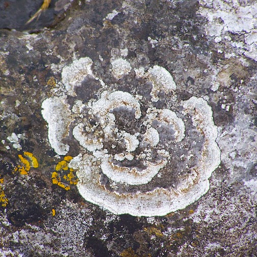 Rose Lichen