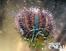 Royal Tuxedo Urchin