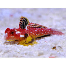 Ruby Red Dragonet