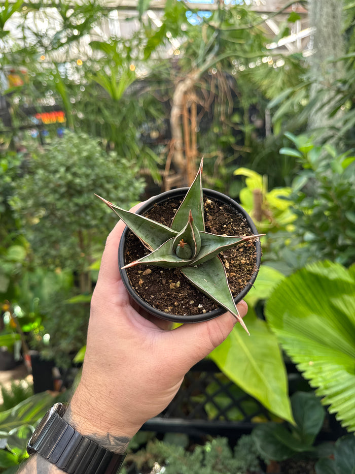 Sansevieria 'Pinguicula'