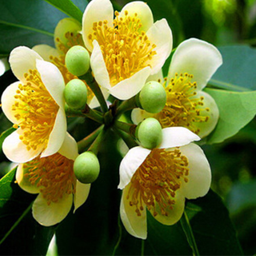 Schima wallichii & Schima superba Seeds