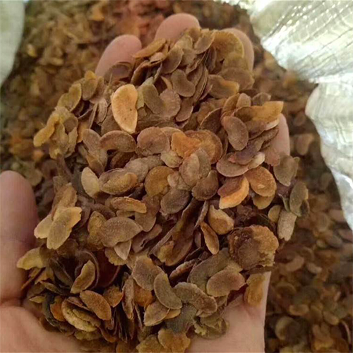 Schima wallichii & Schima superba Seeds 第 1 个媒体（共 4 个）