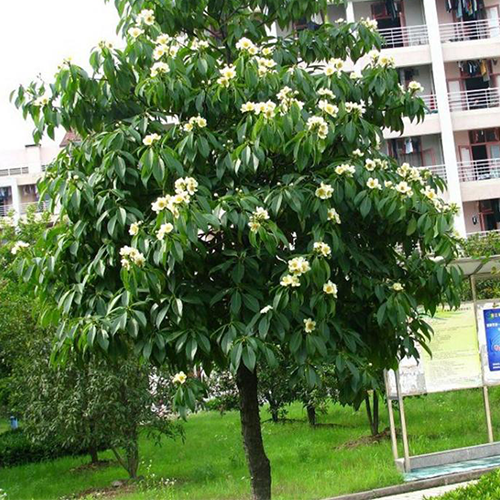 Schima wallichii & Schima superba Seeds