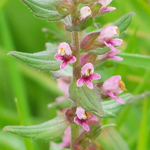 Sea Milkwort