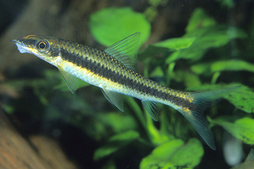 Siamese Algae Eater
