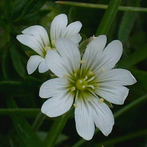 Stitchwort