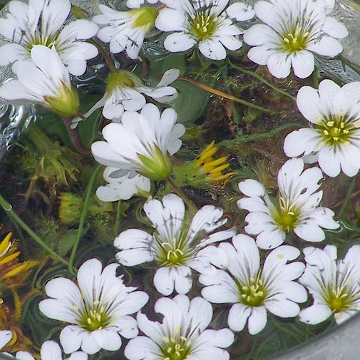 Stitchwort
