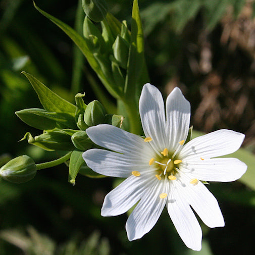 Stitchwort