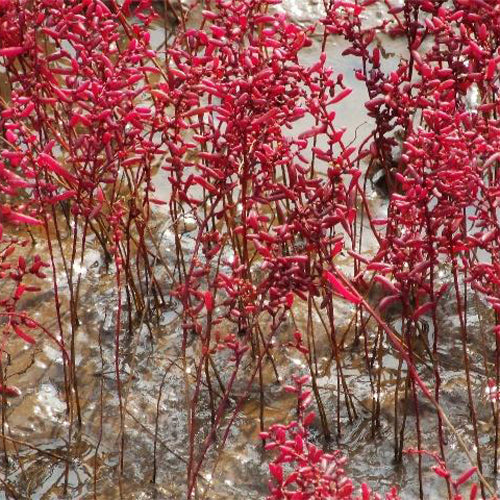 Suaeda-glauca-Suaeda-salsa-Seeds
