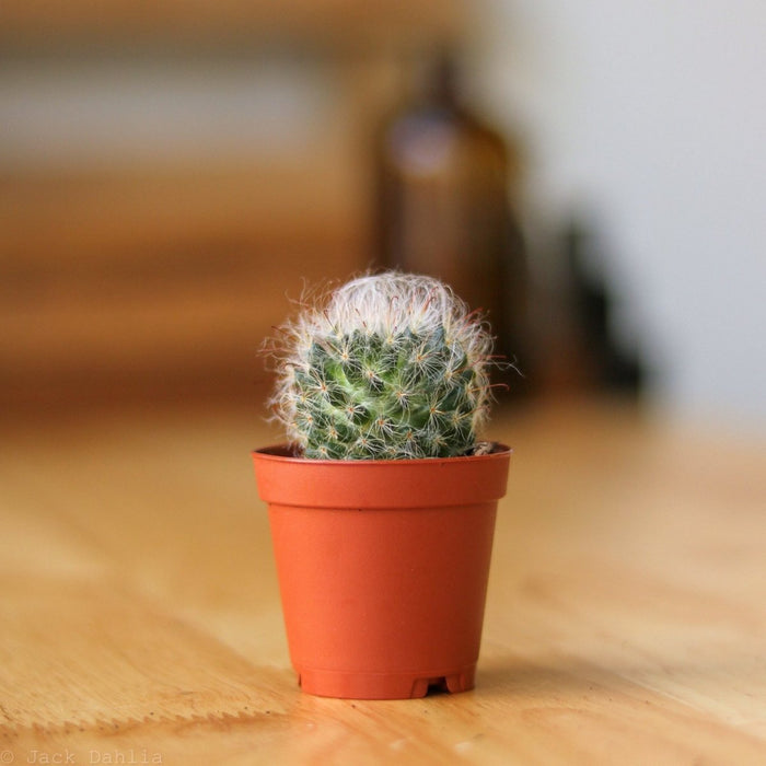 Surprise Cactus & Succulent Variety Pack - Various Sizes - Ed's Plant Shop