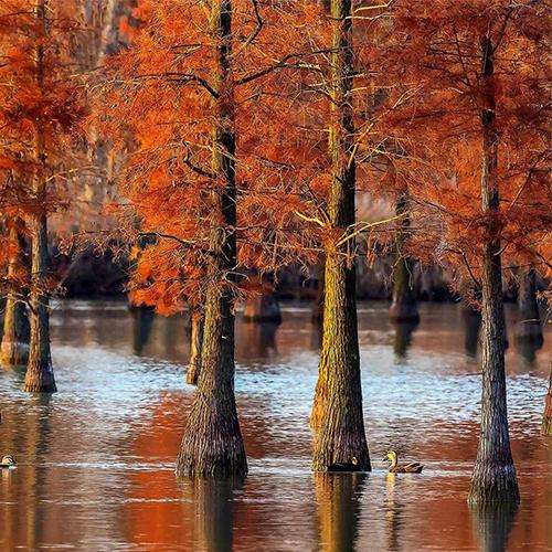 Taxodium-distichum-Swamp-cypress-Seeds