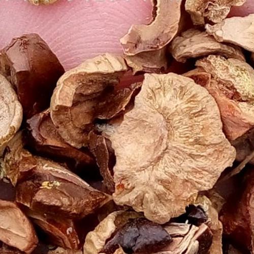 Taxodium-distichum-Swamp-cypress Seeds