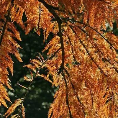Taxodium-distichum-Swamp-cypress Seeds