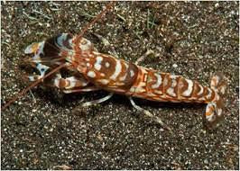 Tiger Pistol Shrimp