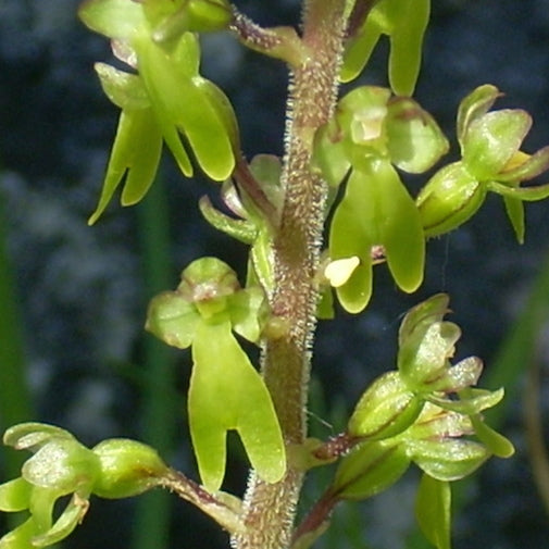 Twayblade Orchid