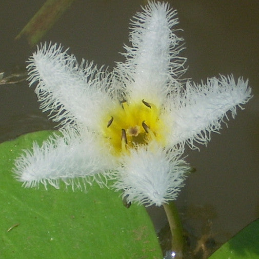 Water Snowflake