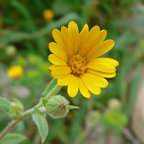 Wild Calendula