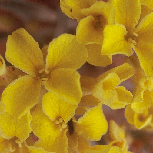 Yellow Bladderpod