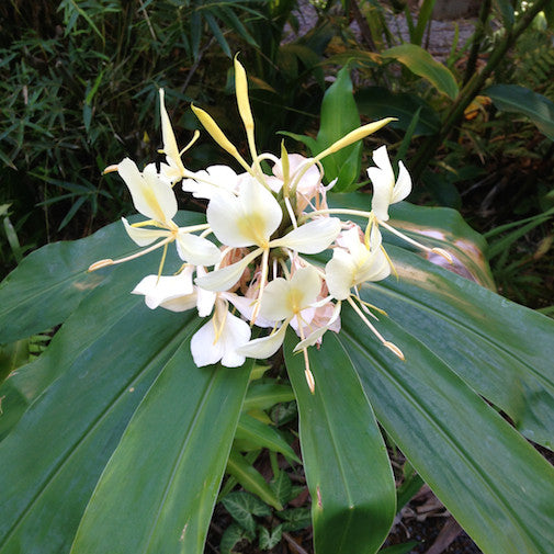 Yellow Ginger
